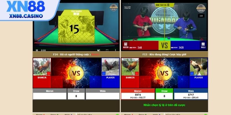 Cách tham gia Đá Gà XN88 đơn giản và hiệu quả